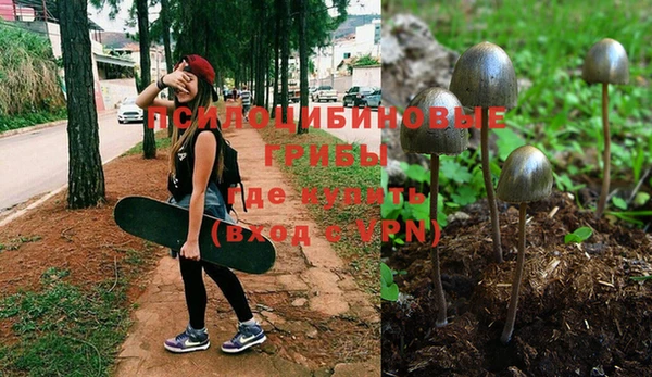 стаф Аркадак